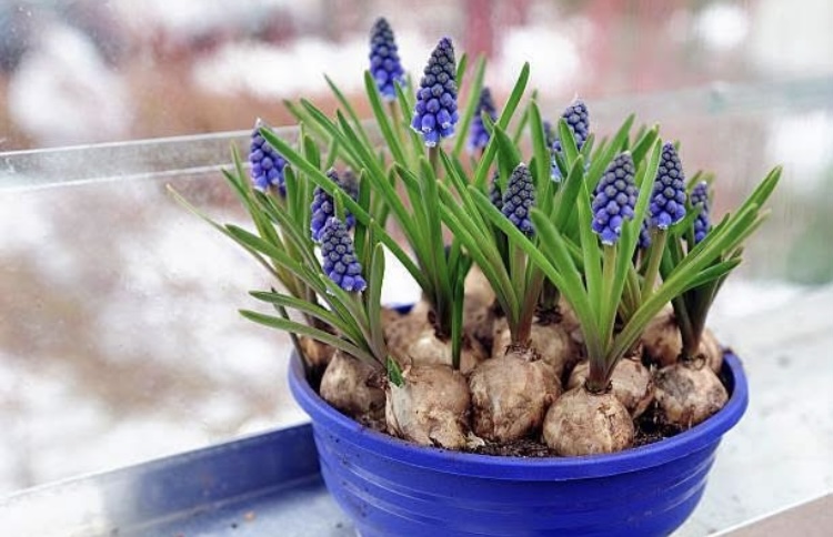 Horticulture