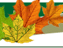 Banner with Leaf Graphic